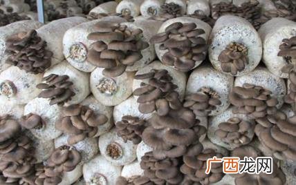 平菇的生长环境和条件是什么 平菇的生长条件是什么