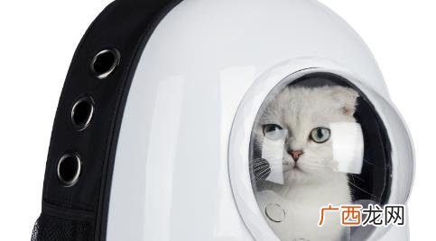猫可以带上公交或地铁吗 坐公交可以带猫上车吗