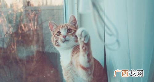 猫咪换牙是几个月 猫咪换牙牙齿掉肚子里会吐出来吗