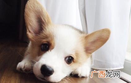 狗总是吧唧嘴怎么回事 狗吧唧嘴是怎么回事