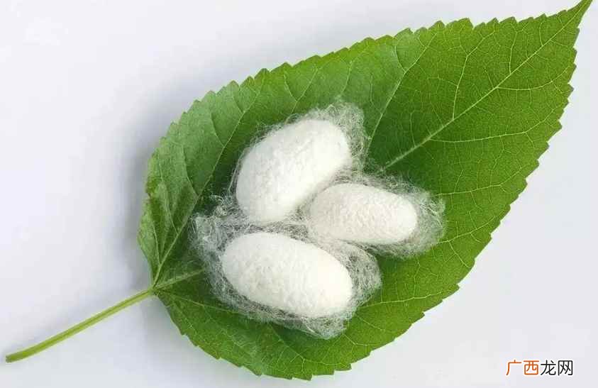 蚕是不是昆虫