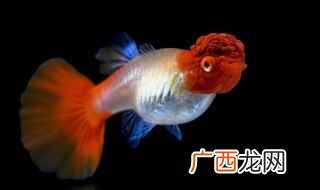大鸿运当头与小鸿运当头孔雀鱼 鸿运当头孔雀鱼怎么区分公母呢
