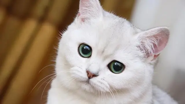 银渐层猫多少钱一只?