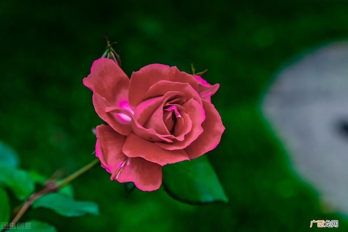 9种好养又勤花月季种类 月季花品种有哪些名字介绍