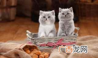 猫咪牙齿脱落后会长出恒牙吗 猫换牙期是什么时候