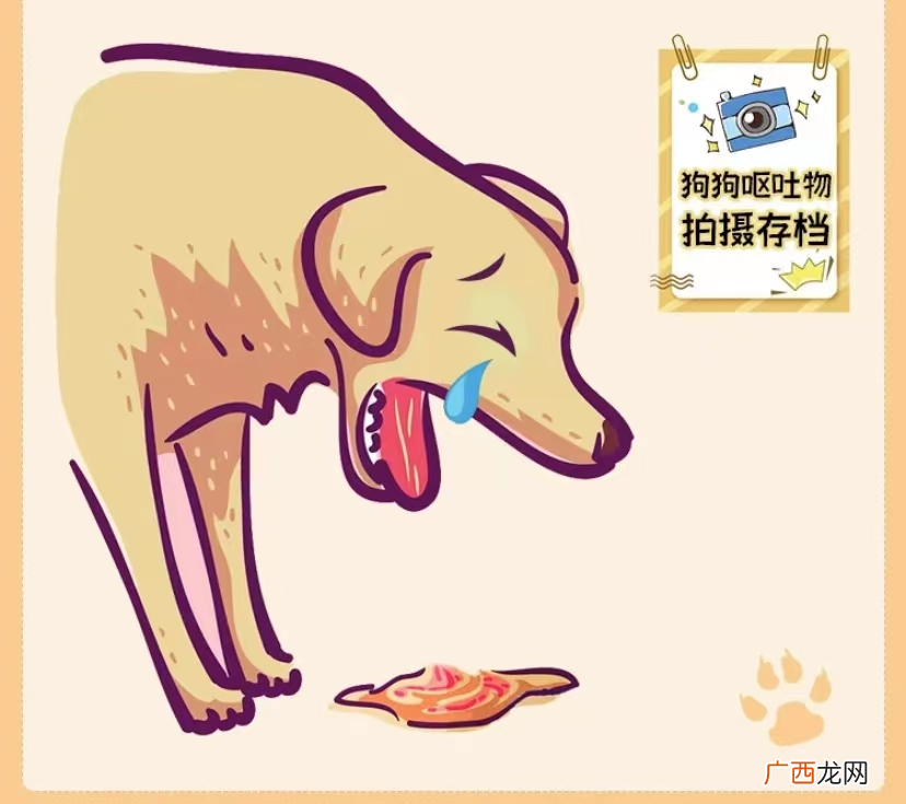 狗狗吐黄水但是精神好不拉稀 狗狗吐黄水但是精神好