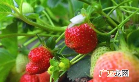 草莓什么原因会得白粉病 草莓为什么会得白粉病