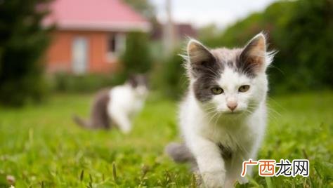 猫咪拉粉红色粘稠物是怎么了 猫咪大量拉血水是什么原因