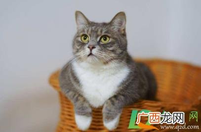 猫咪乱尿床怎么解决 猫咪故意尿床是为什么