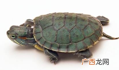乌龟皮肤溃烂可以用红霉素软膏吗 乌龟白眼病用红霉素软膏怎么涂