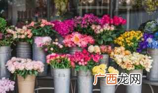 月季花和梅花有什么区别 鲜花品种大全
