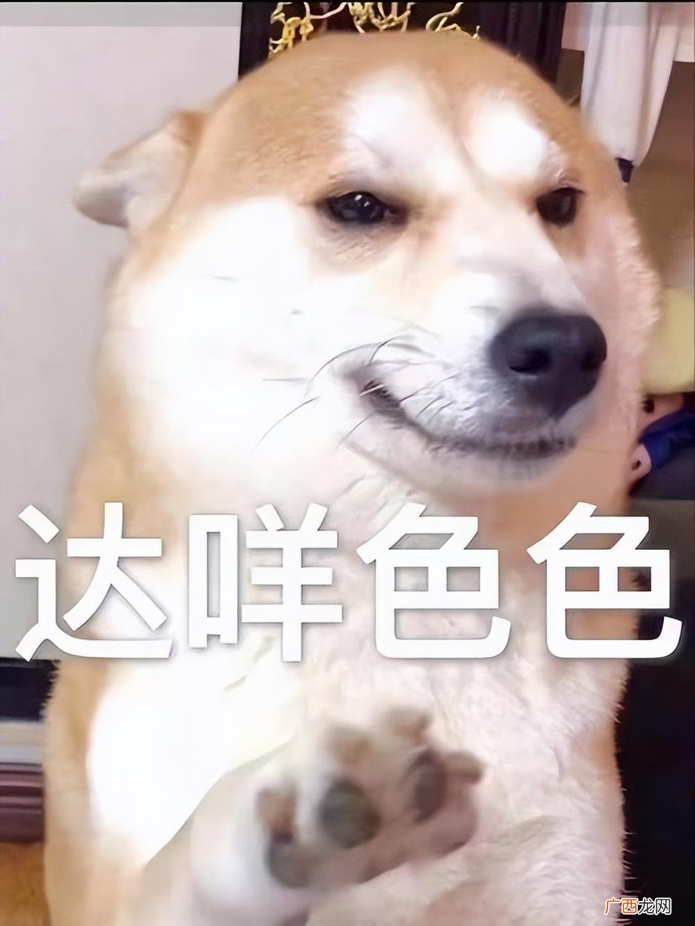 这9个狗狗性冷知识，可能你都不了解 狗狗发情期的表现