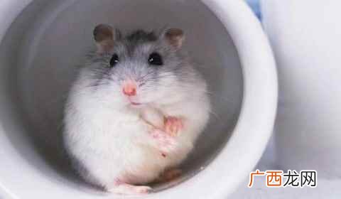 仓鼠多少度会冻死
