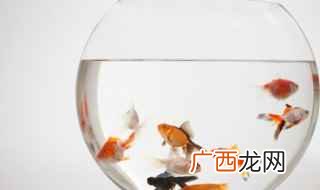 红龙睛和鹤顶红有什么区别 金鱼种类