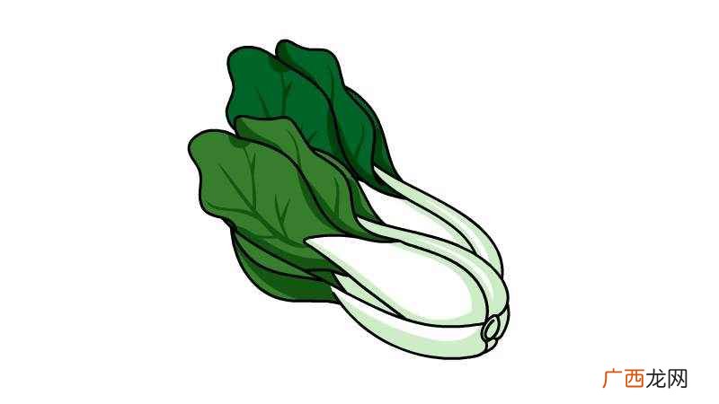 青菜的下端部分是什么 青菜简笔画