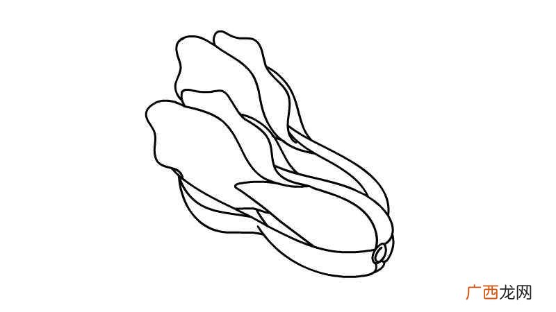 青菜的下端部分是什么 青菜简笔画