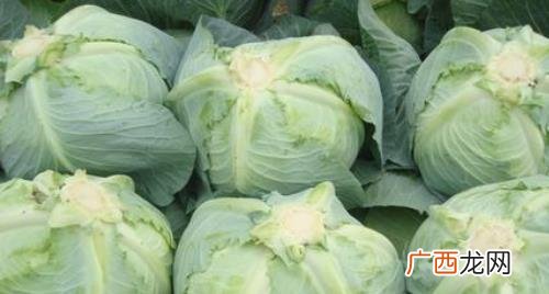甘蓝菜怎么炒好吃做法凉拌甘蓝 甘蓝是不是包菜