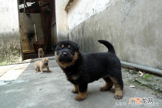 四眼土狗是中华田园犬的一个品种 四眼狗是什么品种