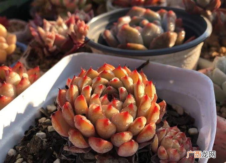 多肉植物淋雨应该要注意哪些问题 多肉可以淋雨吗