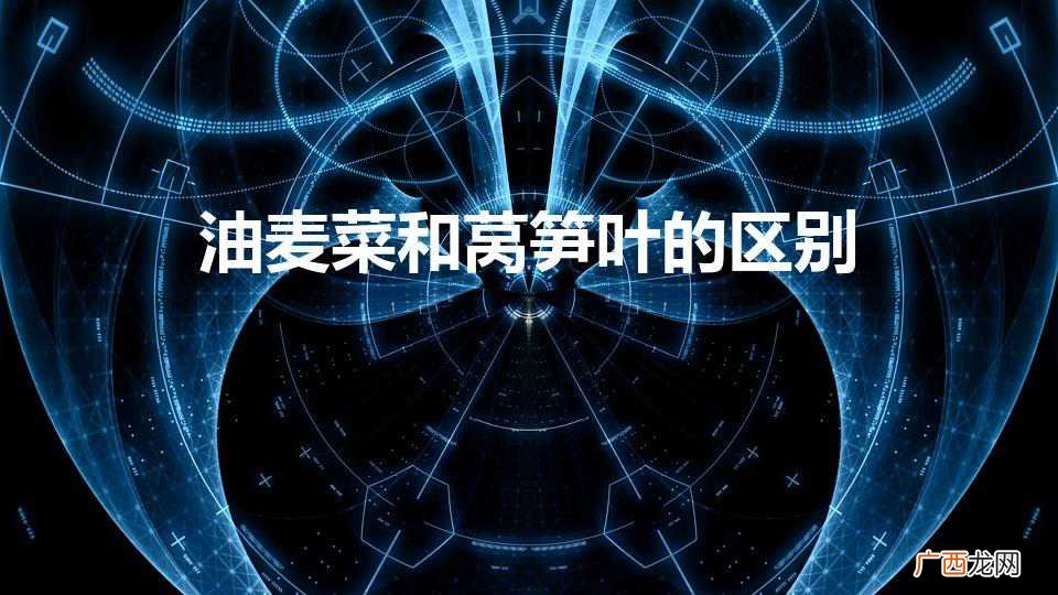 油麦菜和莴笋叶的区别（油麦菜长大是不是莴笋)