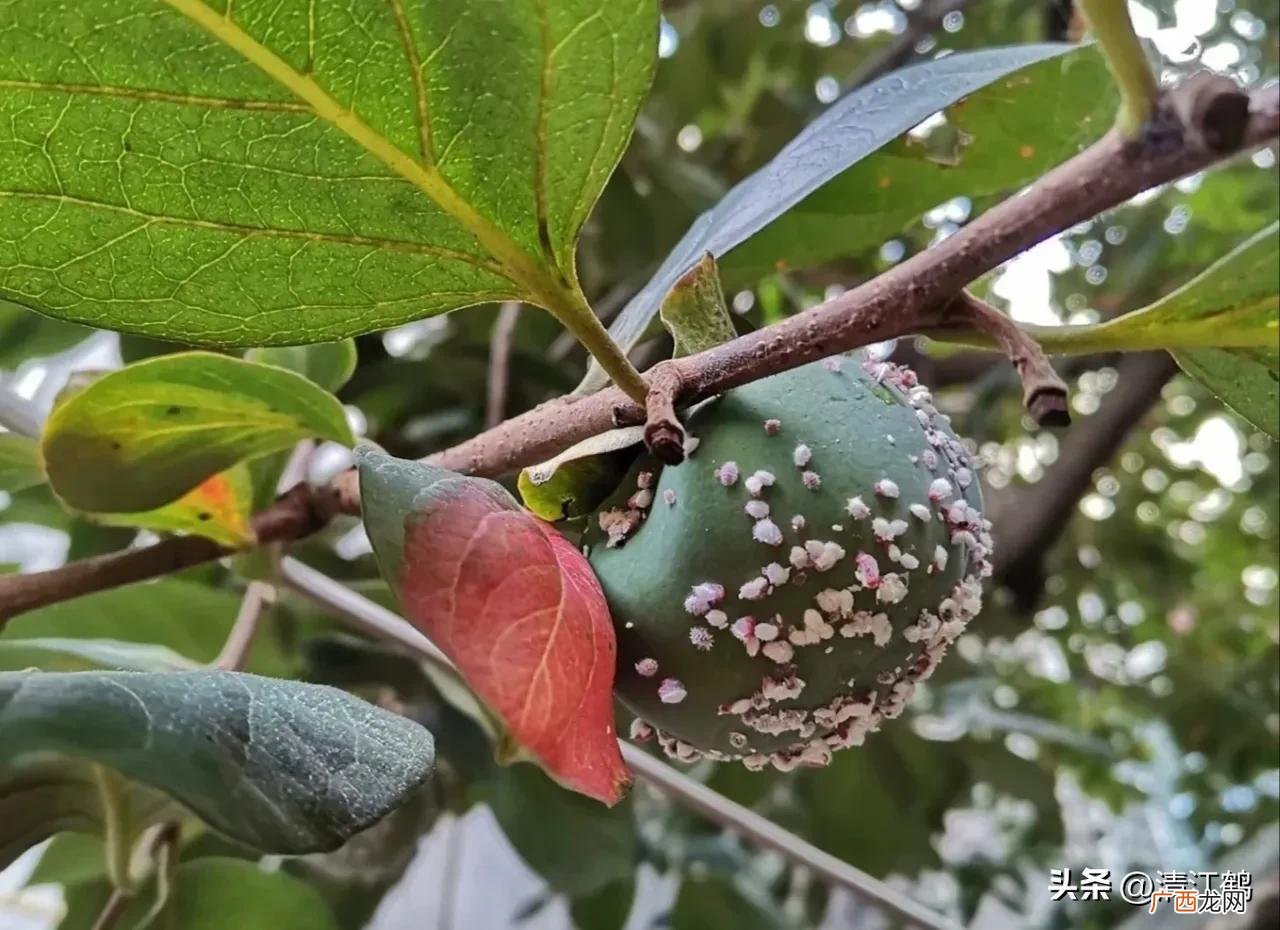 果树和花卉上的蚧壳虫不好治？ 蚧壳虫怎样才能彻底消灭