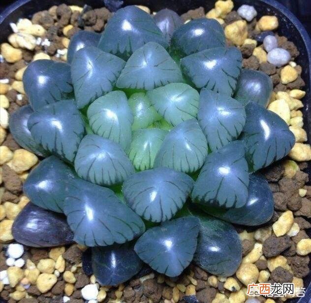 玉露干瘪瘪的怎么回事 玉露干瘪了怎么恢复原样颜色