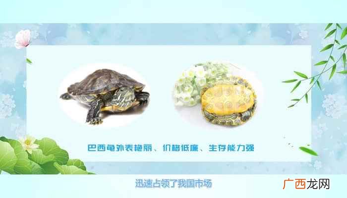 巴西龟都吃些什么 巴西龟吃什么