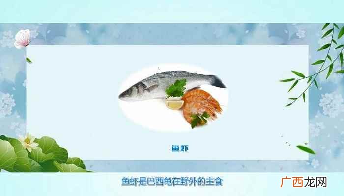 巴西龟都吃些什么 巴西龟吃什么