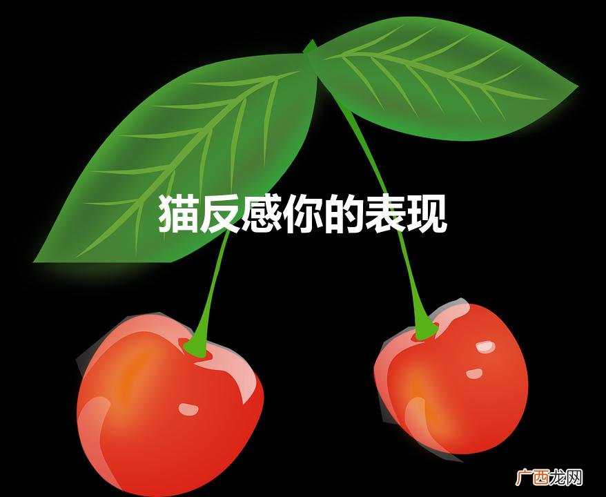 猫咪反感你的表现 猫反感你的表现
