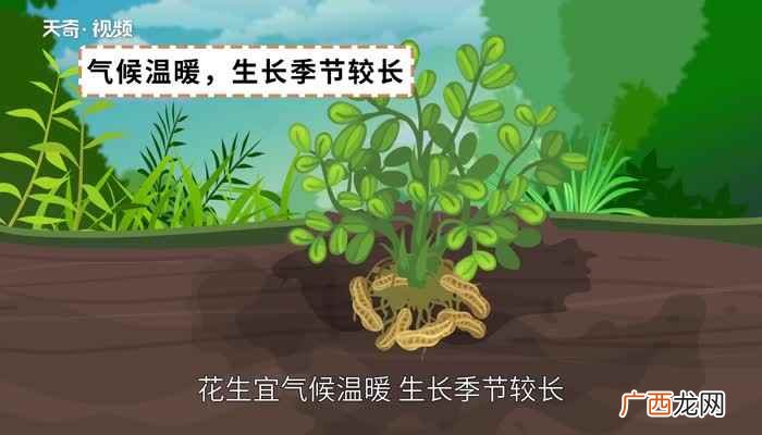 水煮花生米要煮15 水煮花生米要煮多久