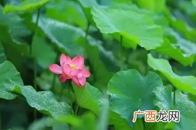 2022夏至过后天气热吗 2022?夏至过后天气热吗