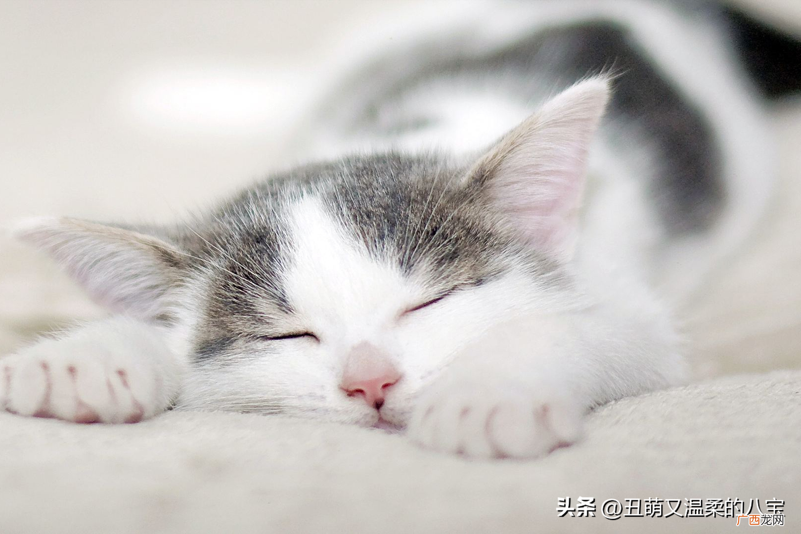 猫咪拉稀怎么治疗最快 猫拉稀吃什么药管用