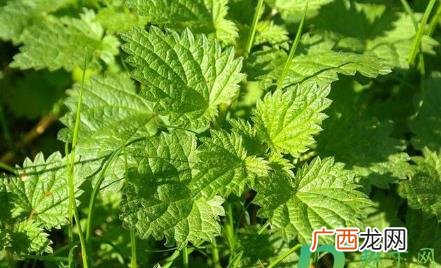 荨麻草如何种植 荨麻草怎么养