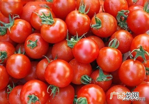 西红柿品种大全介绍 西红柿品种十大排名