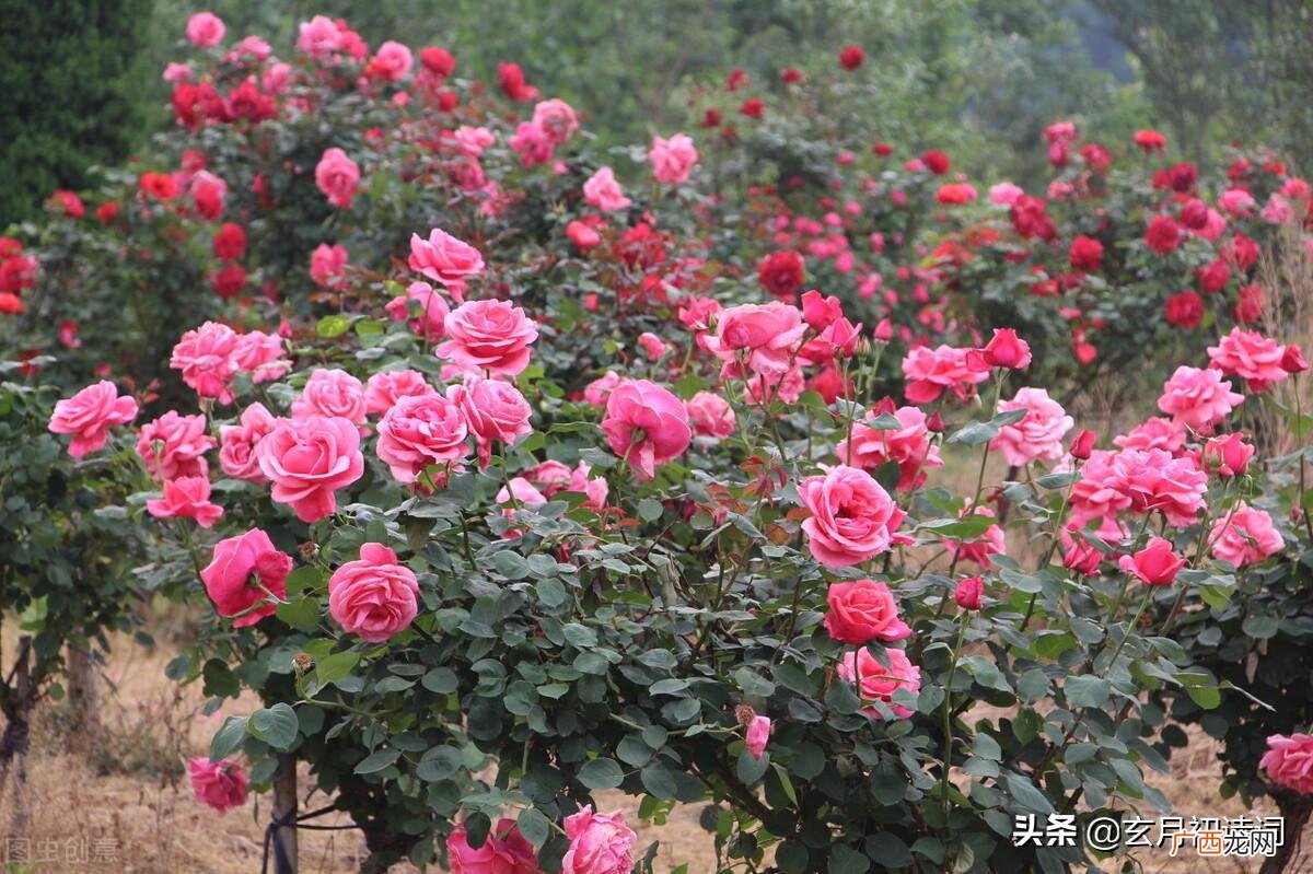 三首月季花古诗蕴含人生道理 关于月季诗词名句有哪些
