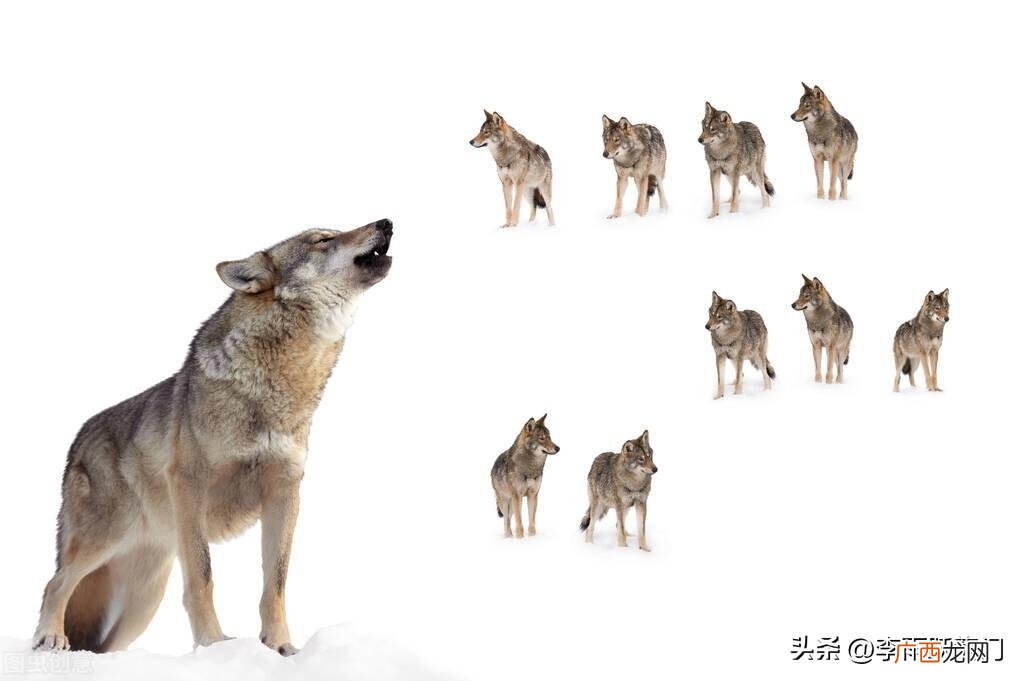 狼道书籍讲的生存法则 狼道这本书的主要内容是什么意思