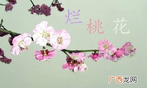 增加正桃花预兆 非常灵验的斩烂桃花的方法
