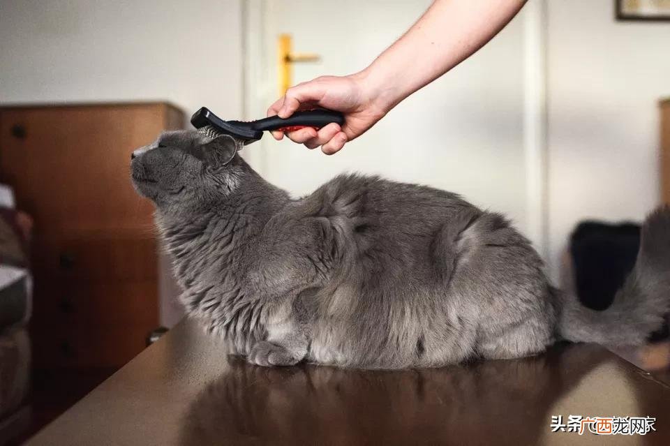家庭养什么猫好不掉毛 十大适合家养的不掉毛猫