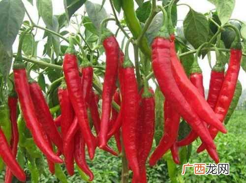 常吃辣椒对胃有影响吗