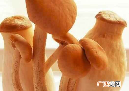 日常生活中吃一些鸡腿菇可以帮助自身起到哪些功效与作用 鸡腿菇的功效与作用