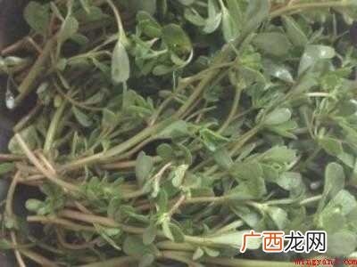 马齿菜怎么晒干保存的具体操作步骤 马齿菜怎么晒干保存