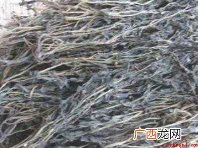 马齿菜怎么晒干保存的具体操作步骤 马齿菜怎么晒干保存