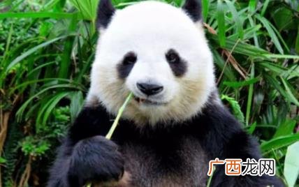 大熊猫每天要吃多少公斤的竹子 大熊猫每天吃多少斤竹子