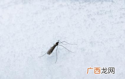 冬天蚊子为什么没有冻死 夏天蚊子多用什么方法灭蚊子