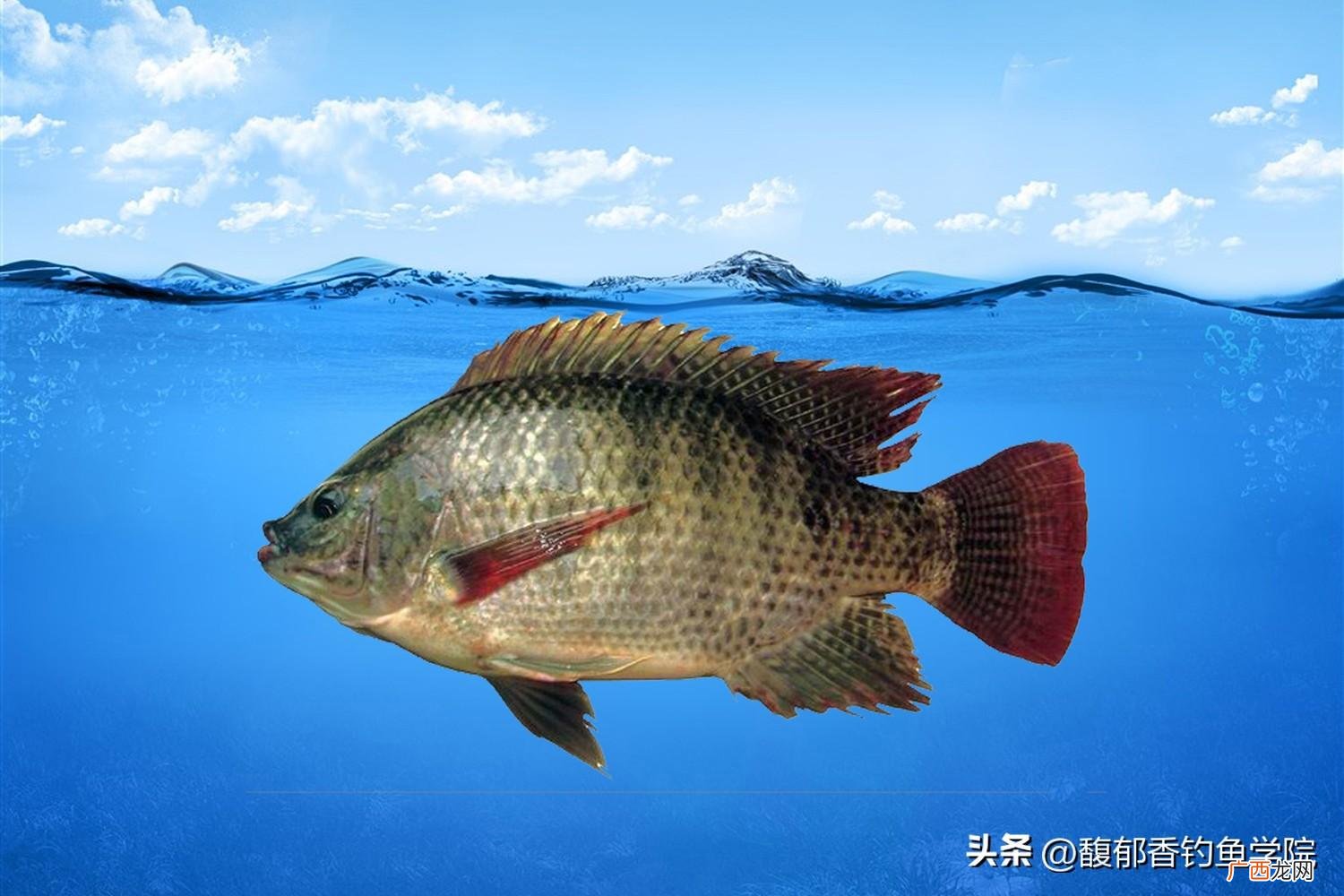 深秋时钓罗非鱼的4个饵料配方 秋天钓罗非鱼用什么饵料好