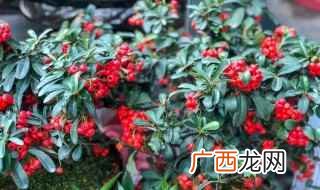 枸骨子泡酒有什么功效 你有试过吗