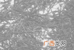 红花油是我们居家经常用到的治疗跌打损伤的良药 红花的功效