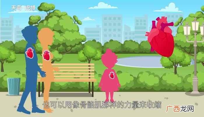 心肌有固定的收缩规律 人体有多少块肌肉