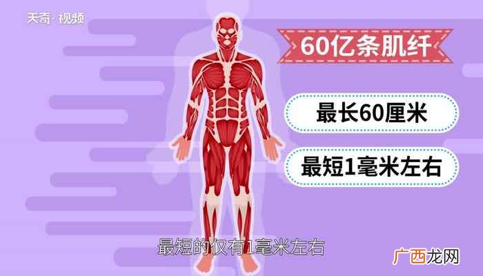 心肌有固定的收缩规律 人体有多少块肌肉