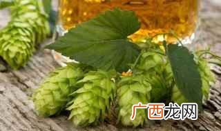 啤酒花的功效与作用 啤酒花是什么草